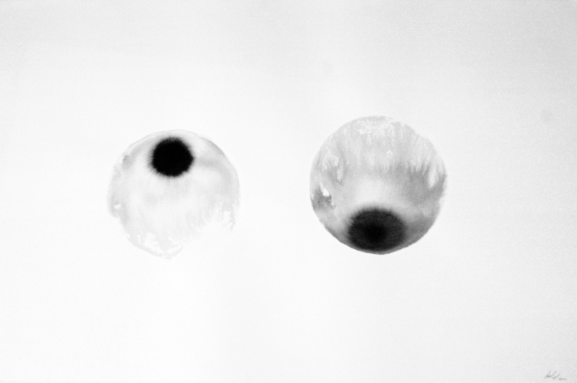 Adeline de Monseignat, Breathsts 2, 2012, ink and water on watercolour hot-pressed paper, 67 x 101.5 cm
