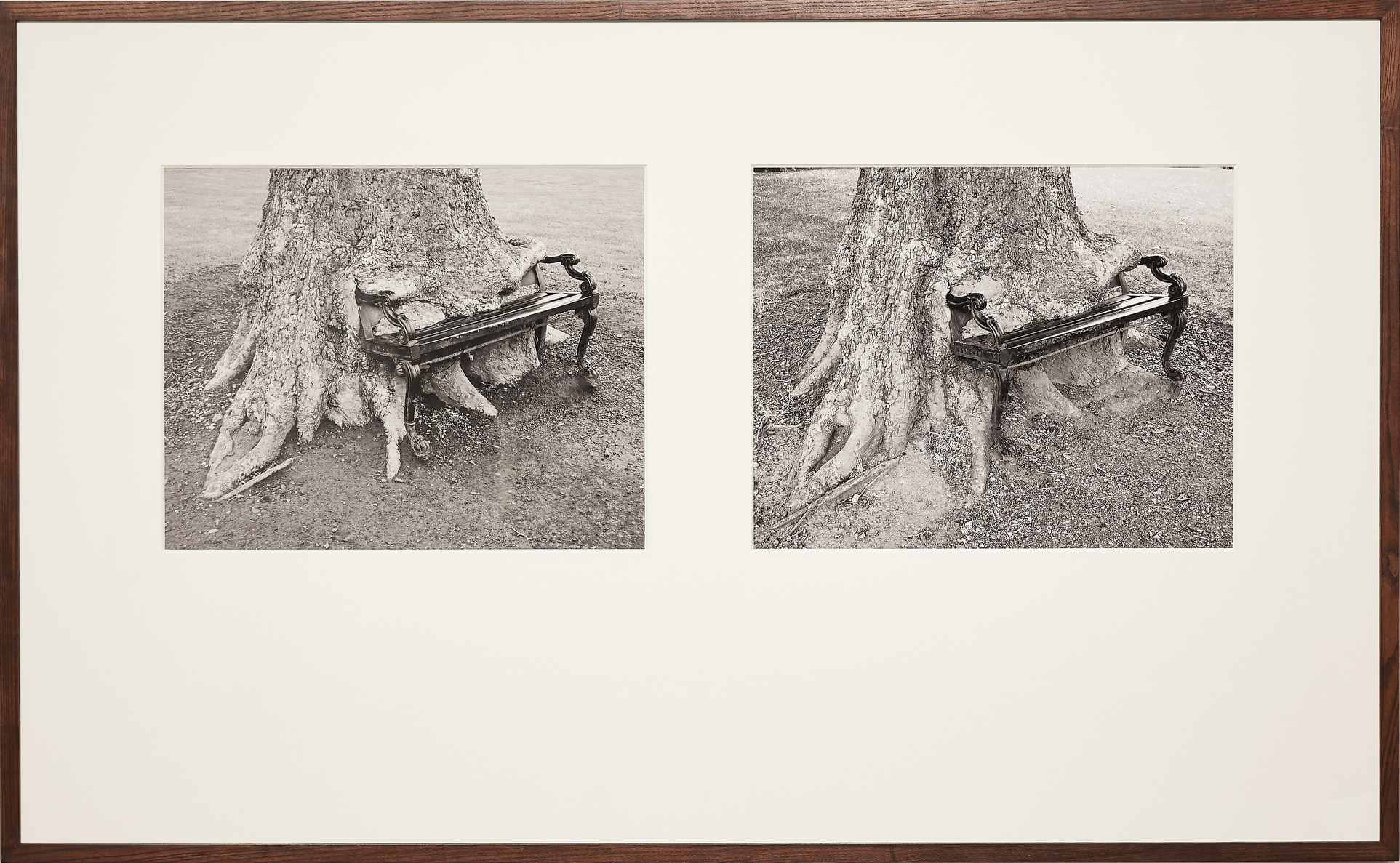 Sean Lynch, The Hungry Tree, 2017, 2 photographic prints in one frame, 98×143 cm